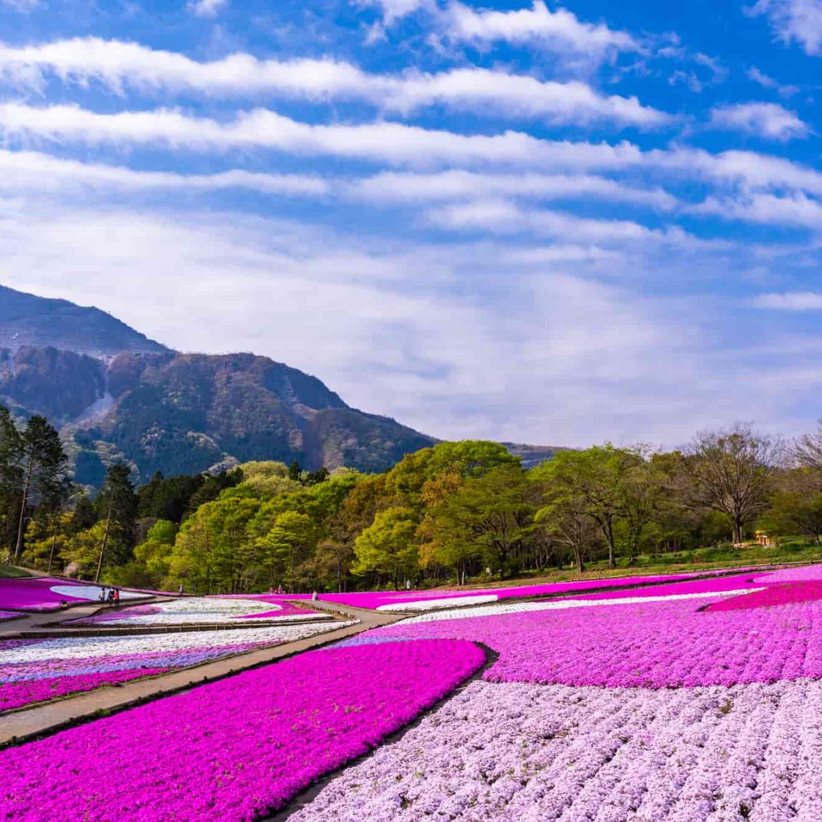 芝桜　ロミオ様ご確認用です♪ 羊山公園】芝桜の見頃や開花状況は？まつり情報や芝桜以外の魅力も紹介